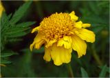 Tagetes patula. Соцветие (махровая форма). Московская обл., Раменский р-н, окр. дер. Хрипань, садовый участок. 05.08.2023.