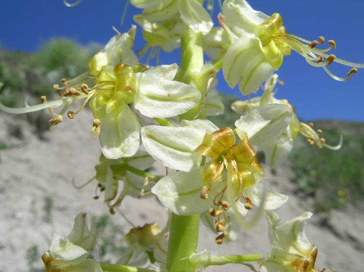 Image of Eremurus zoae specimen.