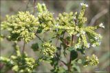 Origanum vulgare подвид viride