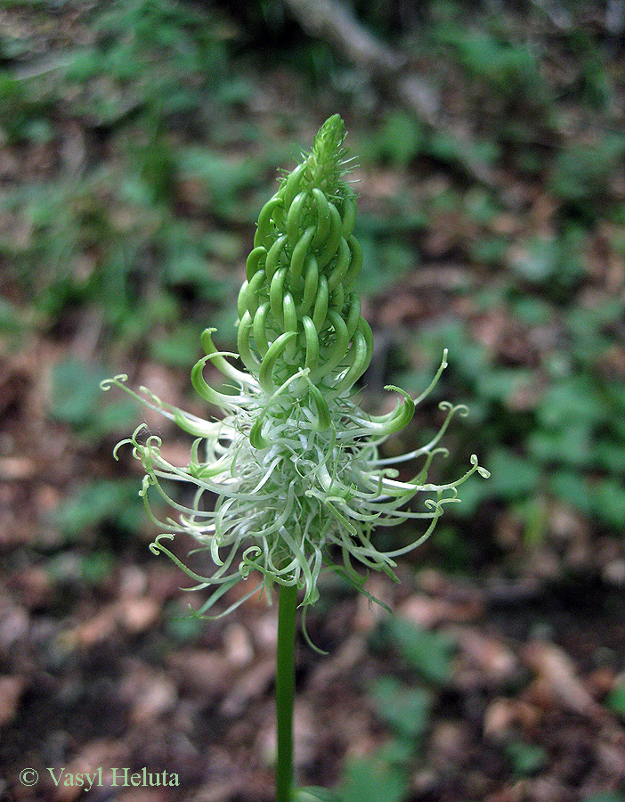 Изображение особи Phyteuma spicatum.