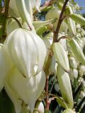 Yucca gloriosa