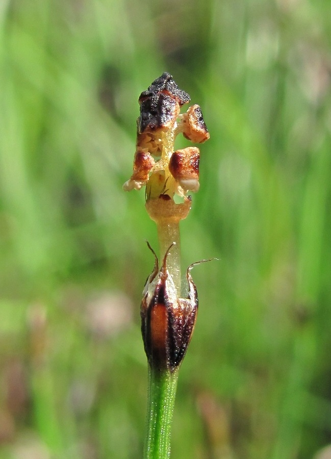 Image of Equisetum scirpoides specimen.