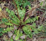 род Taraxacum