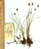 Carex sajanensis