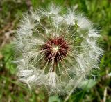 Taraxacum erythrospermum. Соплодие. Ростовская обл., Азовский р-н, побережье Таганрогского залива в районе косы Очаковская. 29.04.2012.