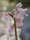 Anacamptis × feinbruniae. Соцветие. Israel, Upper Galilee, Mount Meron. 21.03.2006.