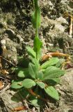 Arabis sagittata. Нижняя часть растения. Крым, окр. Соколиного, Большой Каньон, буковый лес, на скале. 3 мая 2013 г.