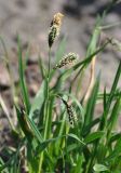 Carex riishirensis