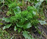 Plantago major