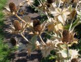 Eryngium giganteum