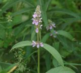 Stachys palustris