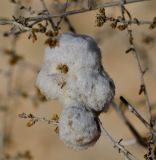 Artemisia sieberi