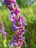 Salvia deserta