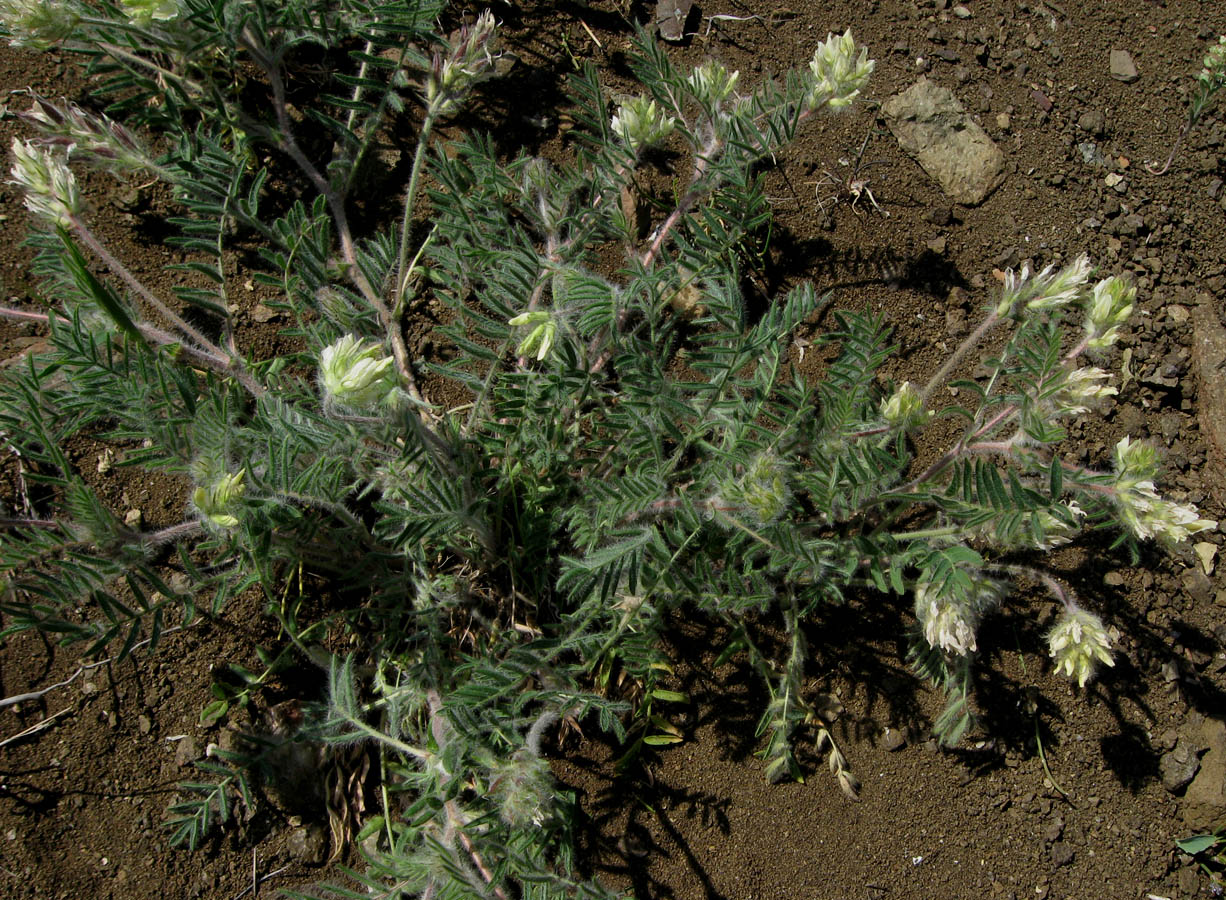 Изображение особи Oxytropis pallasii.