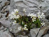 Saxifraga sibirica