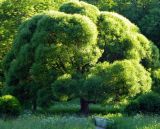 Salix fragilis разновидность sphaerica