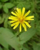 Crepis paludosa. Соцветие. Ярославль, Петропавловский парк, обочина аллеи. 8 июня 2014 г.