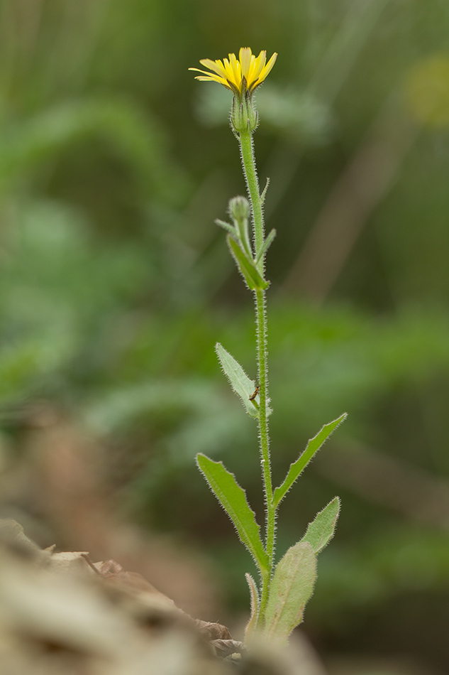 Изображение особи Picris pauciflora.