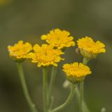 Tanacetum achilleifolium. Соцветия. Ростовская обл., Мясниковский р-н, Чулекская балка. 01.06.2014.