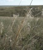 Stipa capillata. Верхушка плодоносящего растения. Краснодарский край, склон высокого берега р. Ея между станицами Кущёвская и Кисляковская (Бугелы). 18.09.2009.