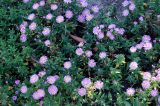 Symphyotrichum &times; versicolor