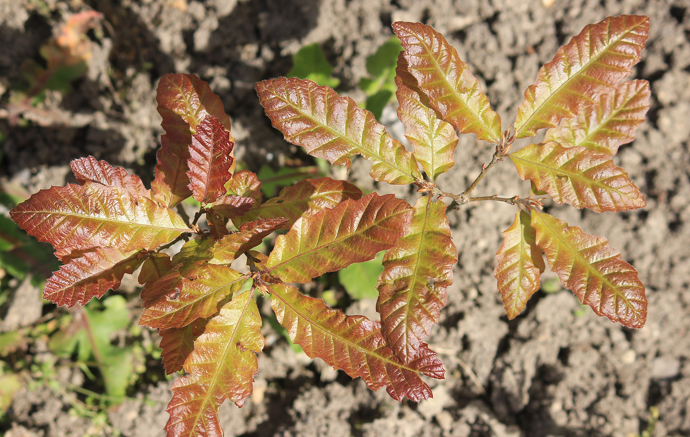 Изображение особи Quercus castaneifolia.