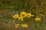 Anthemis tinctoria. Верхушки побегов с соцветиями. Пермский край, Кунгурский р-н, берег р. Шаква, травянистый угор. 12 сентября 2015 г.