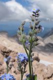 Myosotis alpestris. Верхушка побега с соцветием. Адыгея, Кавказский биосферный заповедник, гора Фишт, альпийский пояс, предвершинный гребень, выс. ≈ 2800 м н.у.м., в расщелине скалы. 29.08.2015.