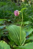 Cypripedium guttatum