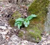 Arum elongatum