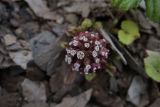 Petasites hybridus