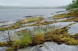 Festuca ovina