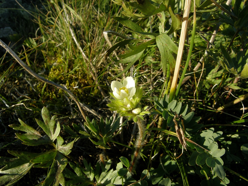 Изображение особи Anemonastrum crinitum.