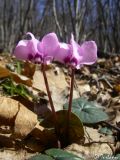 Cyclamen coum