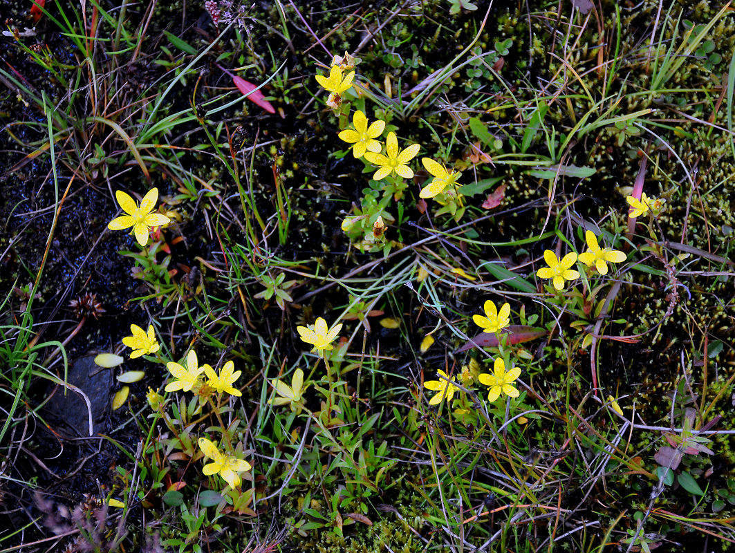 Изображение особи Saxifraga hirculus.