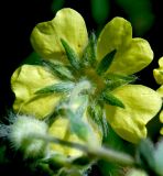 Potentilla recta