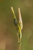 Cerastium perfoliatum