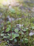 Pyrola chlorantha