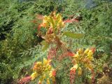 Caesalpinia gilliesii