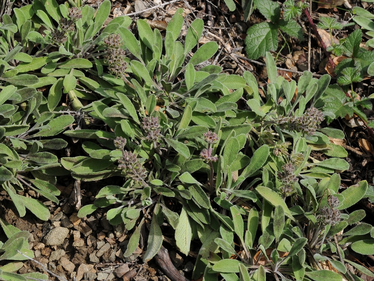 Изображение особи Salvia sonomensis.