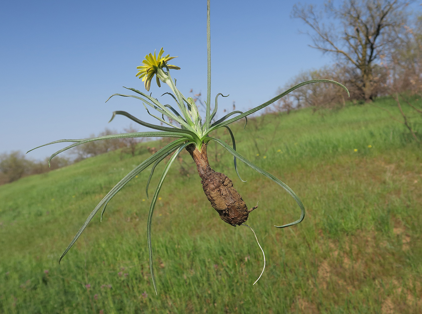 Изображение особи Scorzonera mollis.