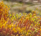 род Bryum