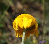 Anthemis tinctoria