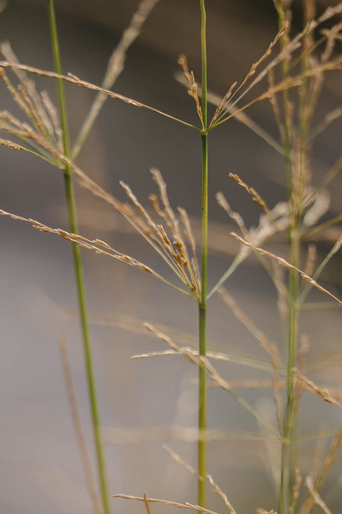 Image of genus Puccinellia specimen.