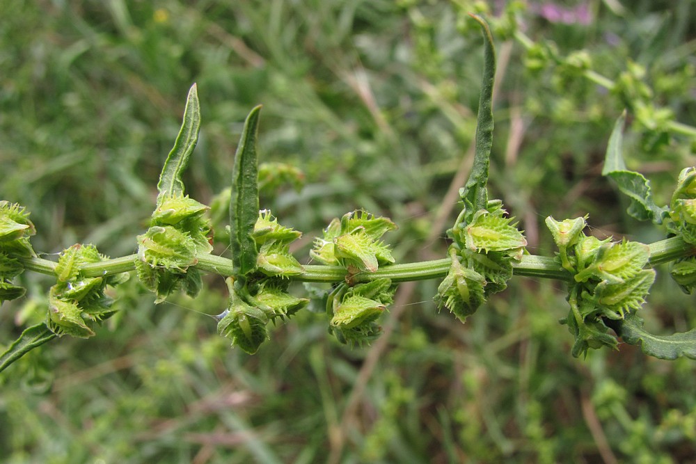 Изображение особи Rumex pulcher.