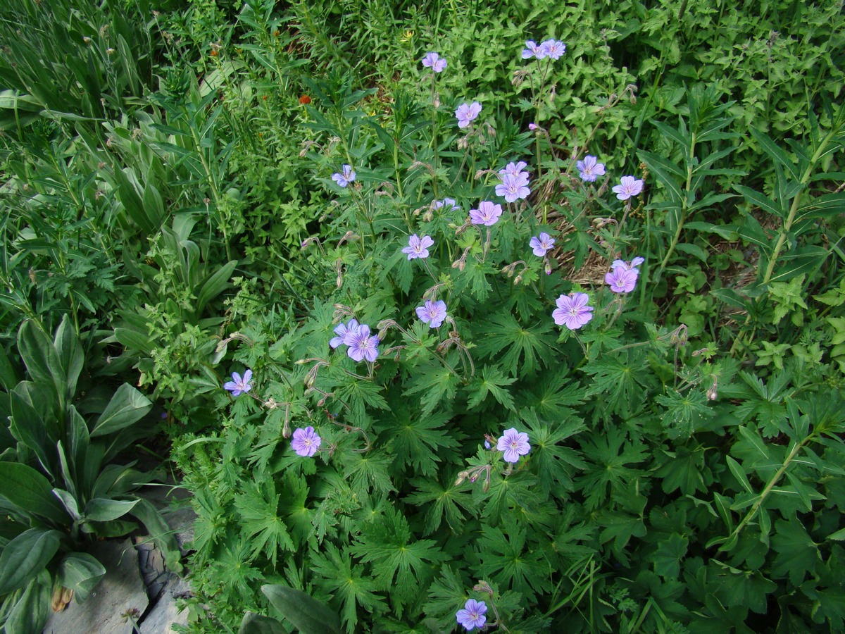 Изображение особи Geranium ferganense.