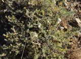 Astragalus subarcuatus