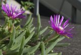 Delosperma cooperi. Цветки и листья. Черноморское побережье Кавказа, м/о город-курорт Сочи, Адлерский р-н, в культуре в озеленении территории отеля. 30.10.2018.