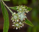 Quillaja brasiliensis. Верхушка побега с соцветием. Израиль, Шарон, г. Тель-Авив, ботанический сад университета, в культуре. 04.01.2017.