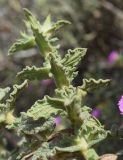 Cistus crispus